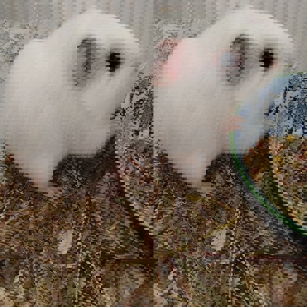 Морские свинки