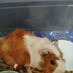 Морские свинки - фото 2