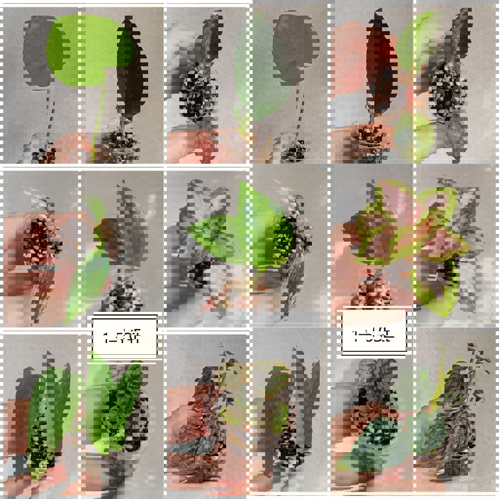 Комнатные растения