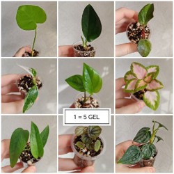 Комнатные растения - фото 1