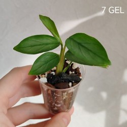 Комнатные растения - фото 2