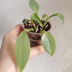 Комнатные растения - фото 4