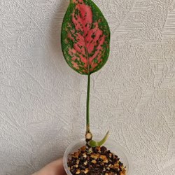 Комнатные растения - фото 7