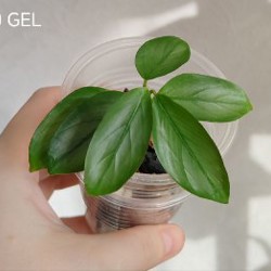 Комнатные растения - фото 8