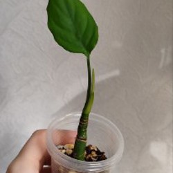 Комнатные растения - фото 9