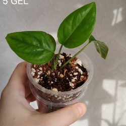 Комнатные растения - фото 10