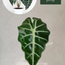 Комнатные растения - фото 2