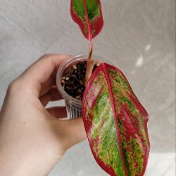 Комнатные растения - фото 3