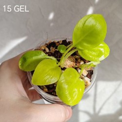 Комнатные растения - фото 4