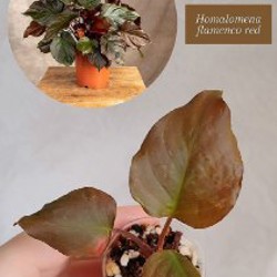 Комнатные растения - фото 5