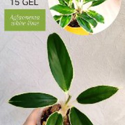 Комнатные растения - фото 6