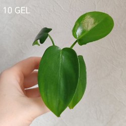 Комнатные растения - фото 7