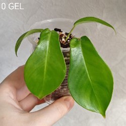 Комнатные растения - фото 8