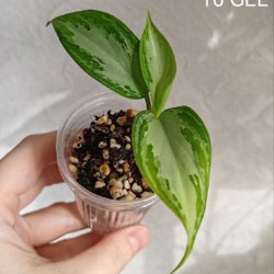 Комнатные растения - фото 9