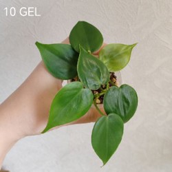 Комнатные растения - фото 10