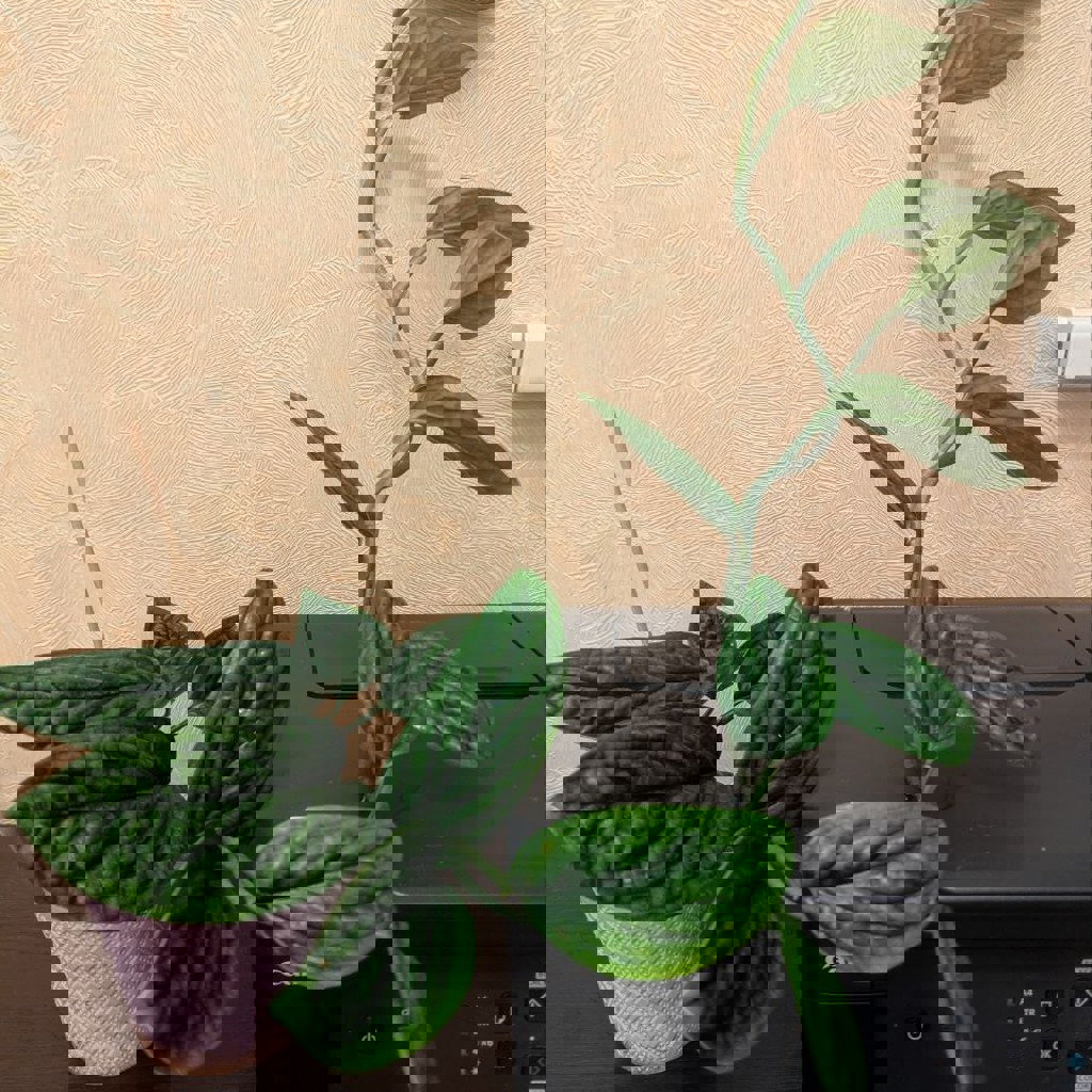 Стрелиция Николая