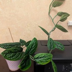 Стрелиция Николая - фото 1