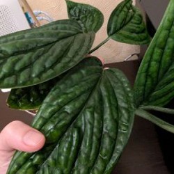 Стрелиция Николая - фото 2