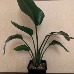 Стрелиция Николая - фото 3