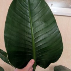 Стрелиция Николая - фото 4