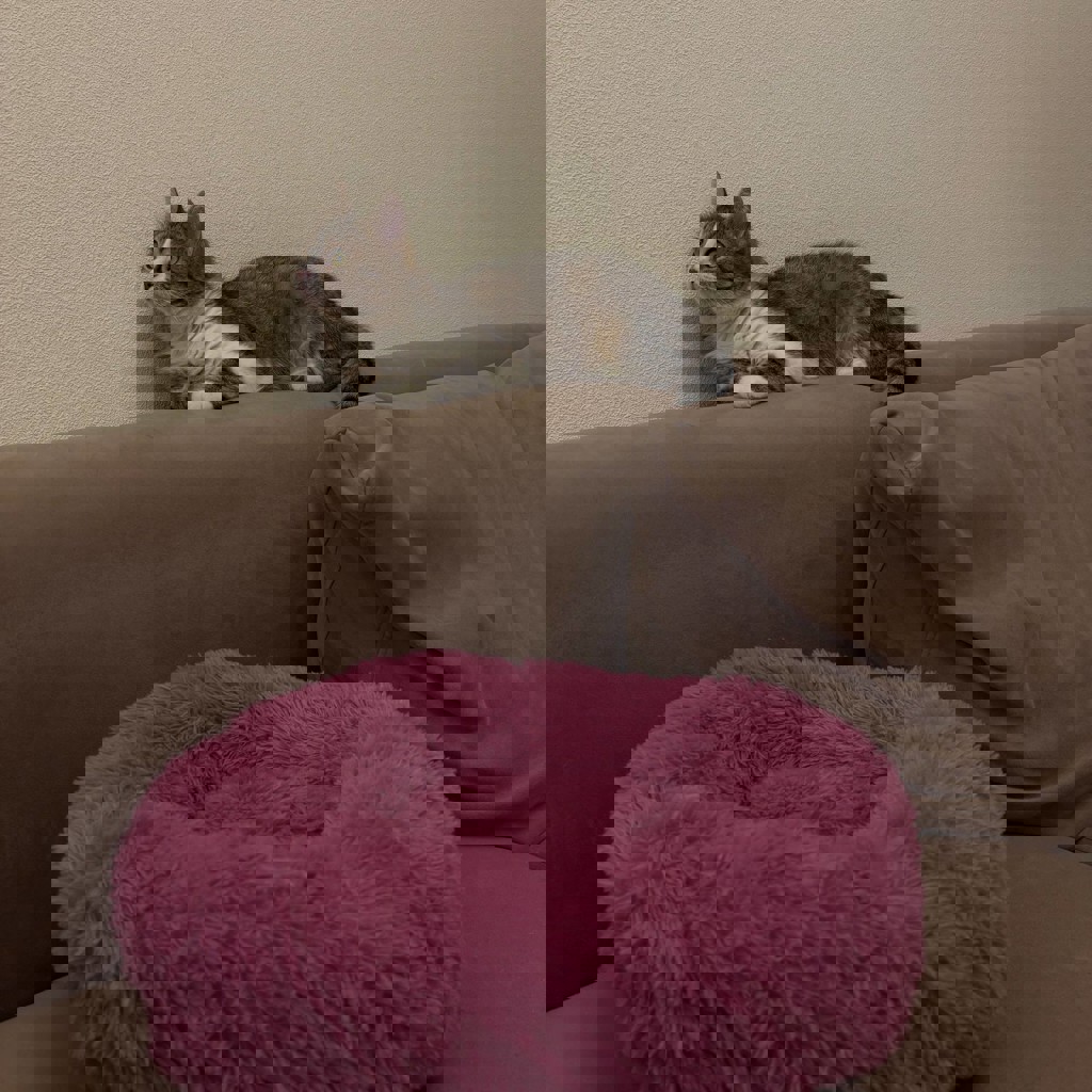 Лежанка для животных