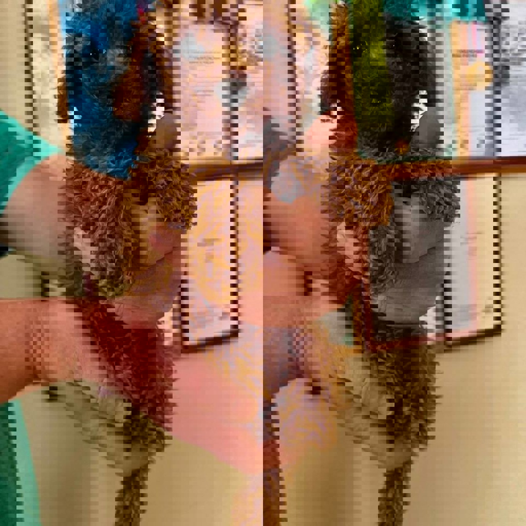 Щенки Той-Пуделя