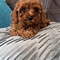 Щенки Той-Пуделя - фото 2