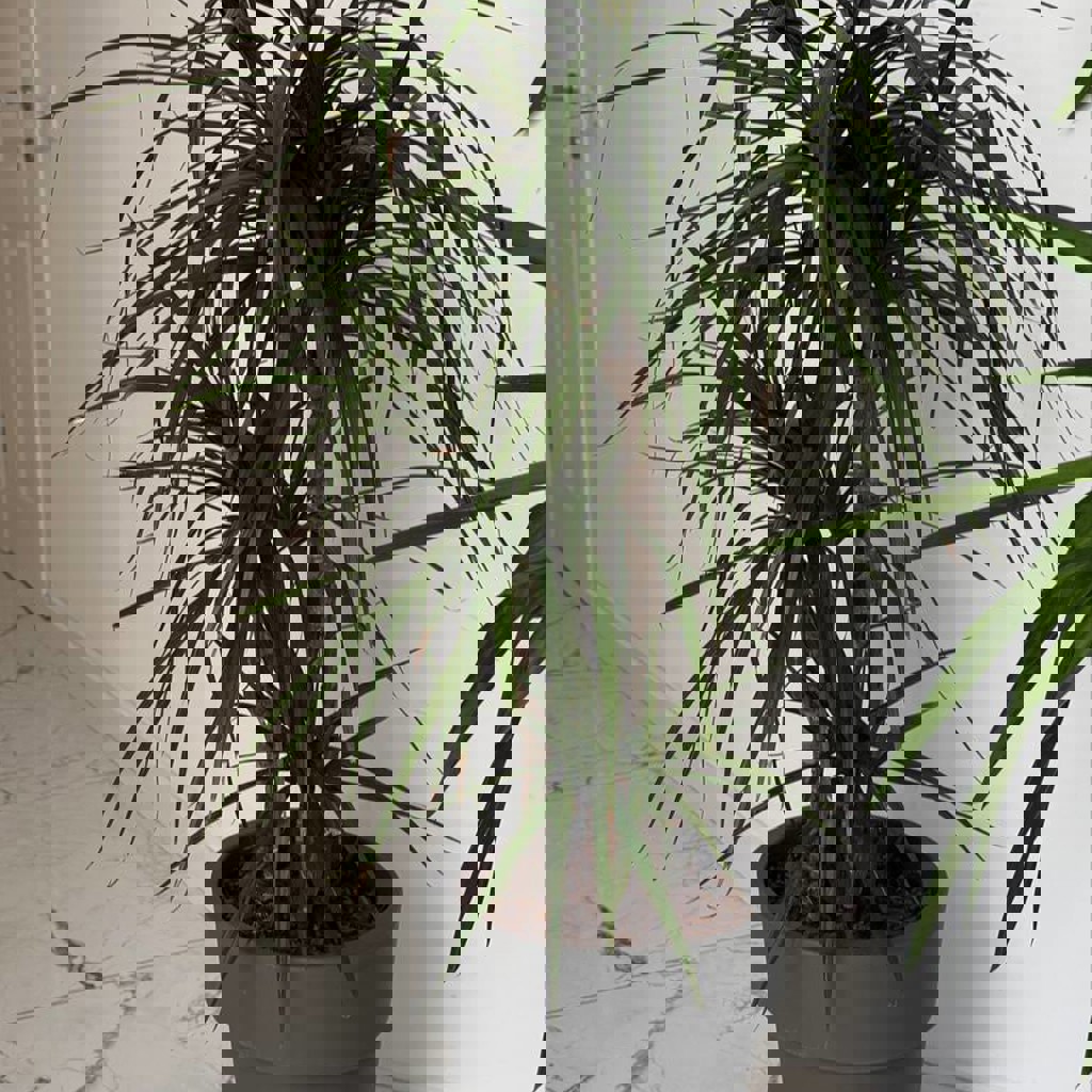 Эпипремнум