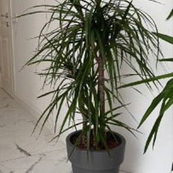 Эпипремнум - фото 1