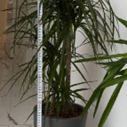 Эпипремнум - фото 2