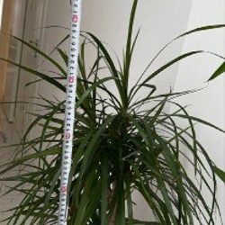 Эпипремнум - фото 3