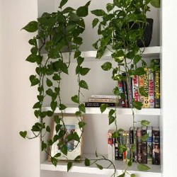 Эпипремнум - фото 4