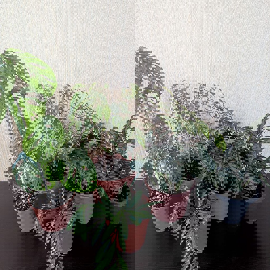 Хойя вайети