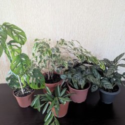 Хойя вайети - фото 1