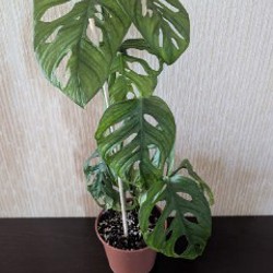 Хойя вайети - фото 3