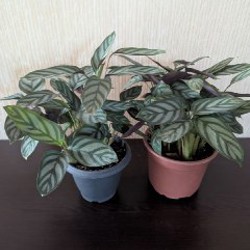 Хойя вайети - фото 4