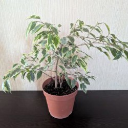 Хойя вайети - фото 5