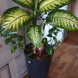 Сциндапсус - фото 1