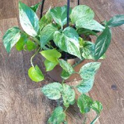 Сциндапсус - фото 2