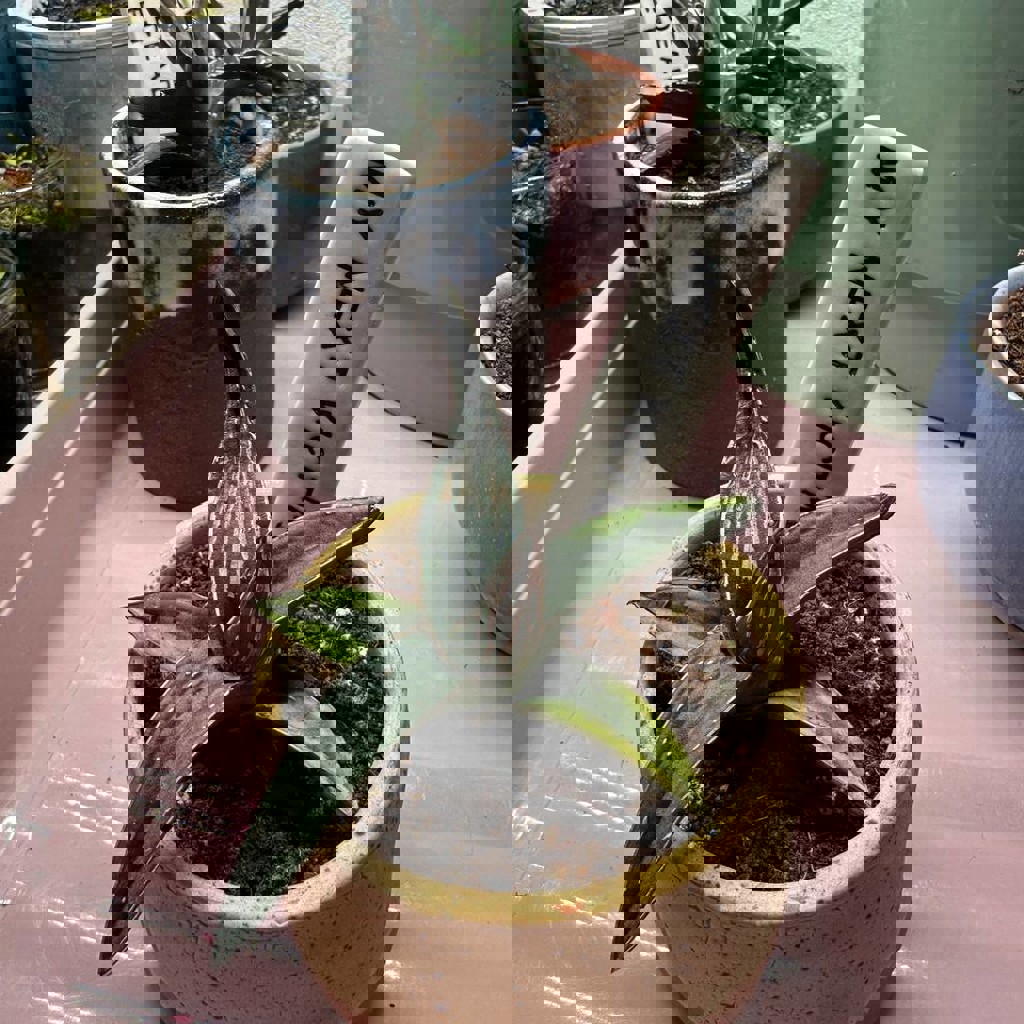 Кактусы и аптения