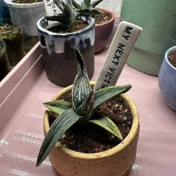 Кактусы и аптения - фото 1