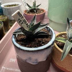 Кактусы и аптения - фото 2