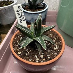 Кактусы и аптения - фото 3