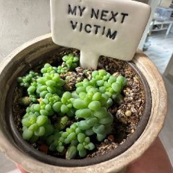 Кактусы и аптения - фото 4