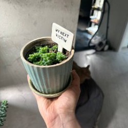 Кактусы и аптения - фото 5