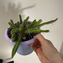 Кактусы и аптения - фото 6