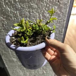 Кактусы и аптения - фото 7