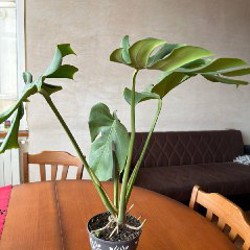 Авокадо - фото 1