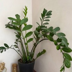 Авокадо - фото 3