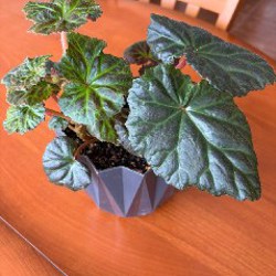 Авокадо - фото 6